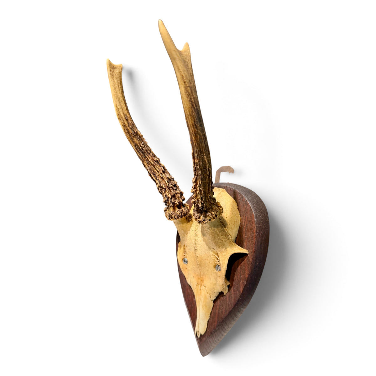 Antique European Roe Deer Antler Trophy Mount on Hand Carved Oak Plaque