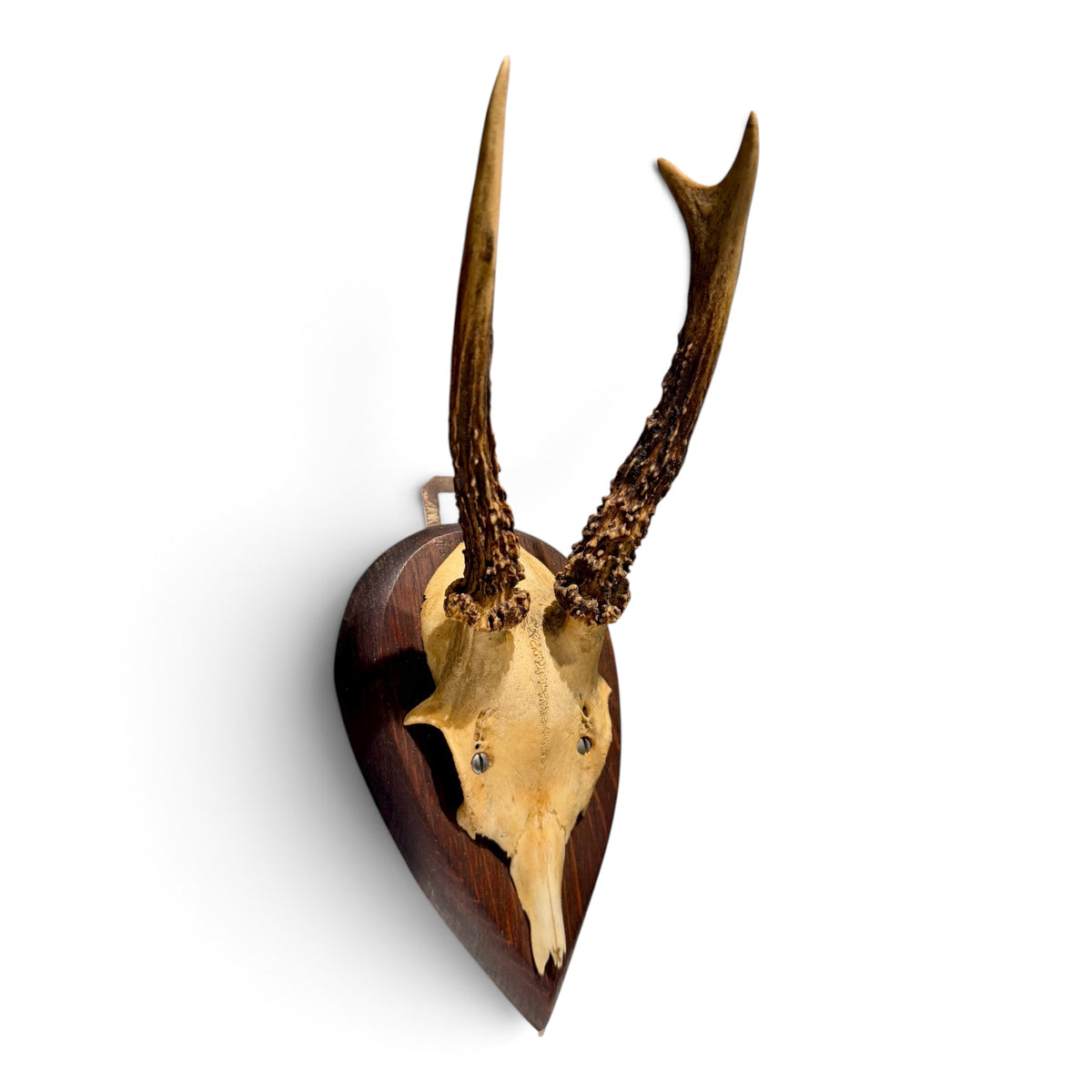 Antique European Roe Deer Antler Trophy Mount on Hand Carved Oak Plaque