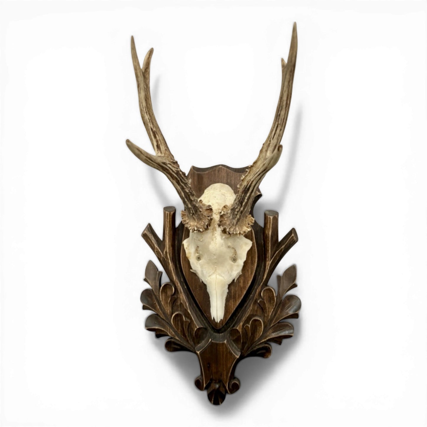 Antique Polish Mounted Roe Antlers on Carved Black Forest Plaque