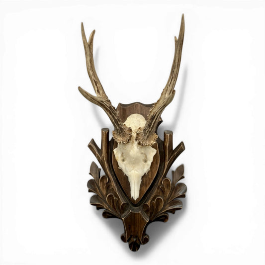 Antique Polish Mounted Roe Antlers on Carved Black Forest Plaque