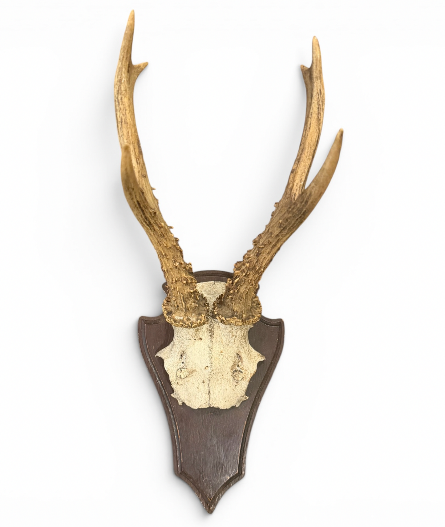 Antique Mounted Roe Antlers from Austria