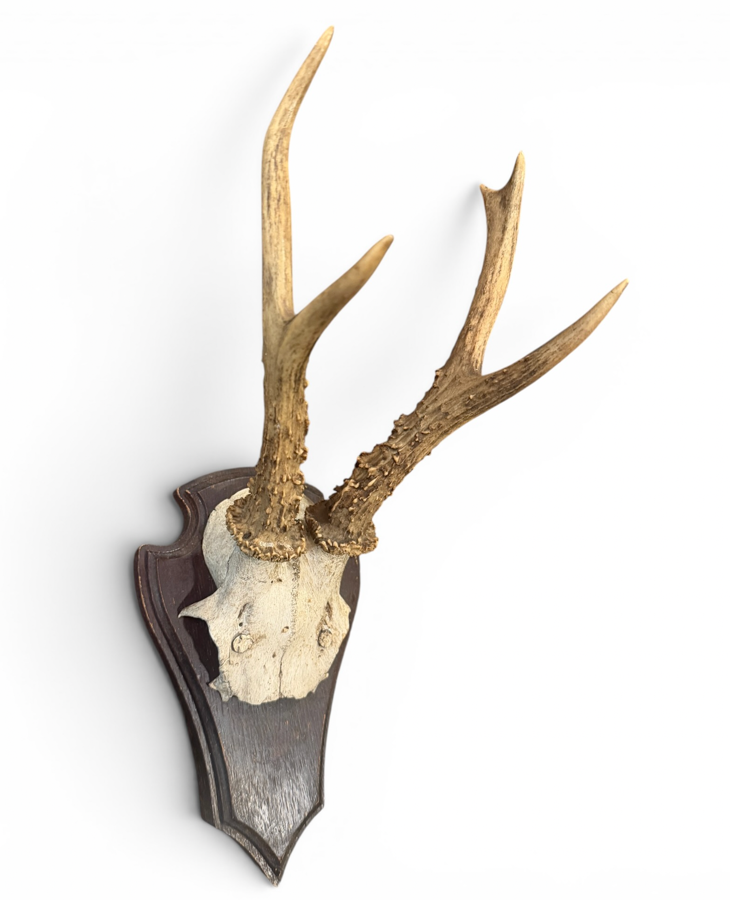 Antique Mounted Roe Antlers from Austria