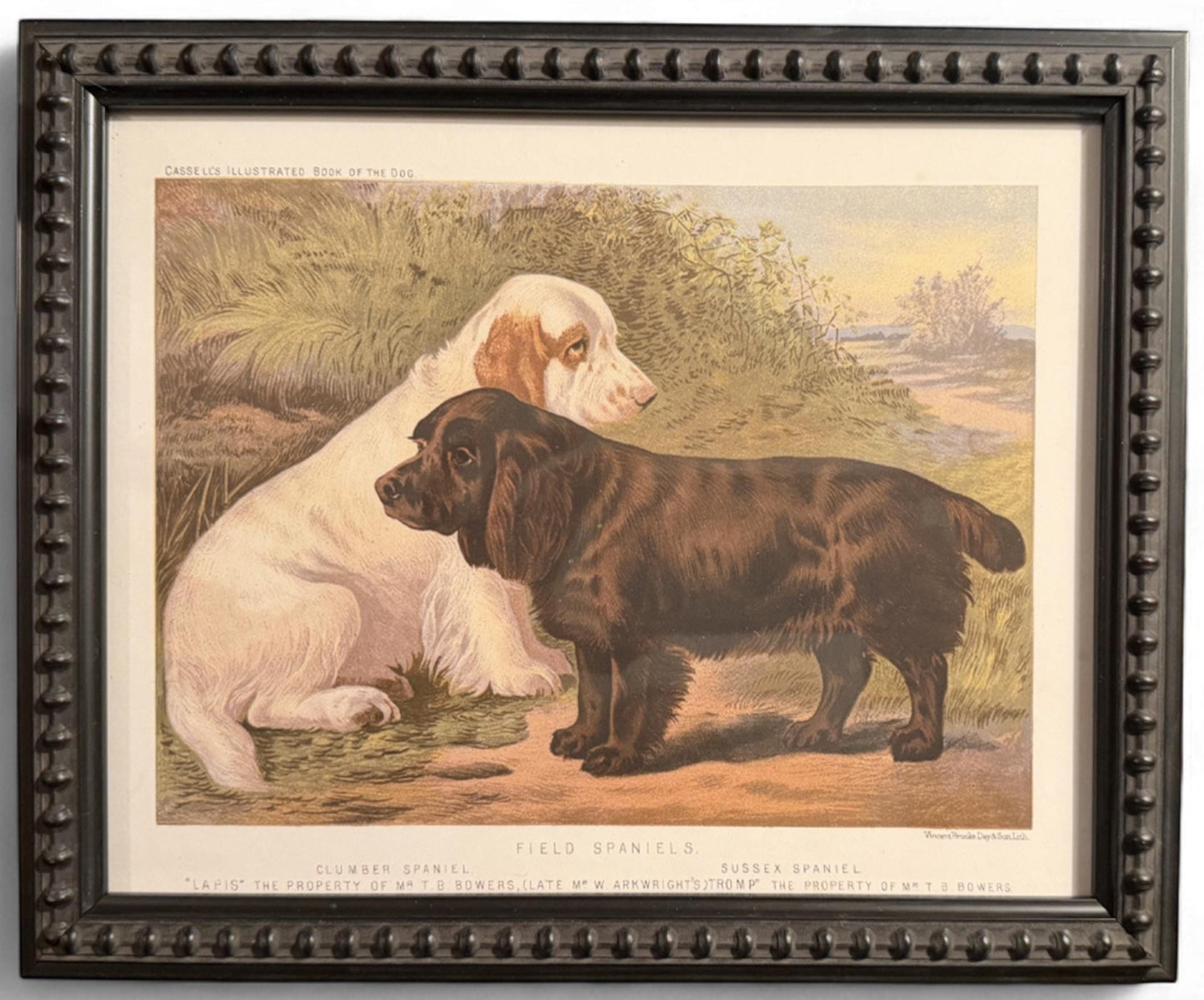 1890s Framed Chromolithograph: Field Clumber Spaniels Antique Dog Print