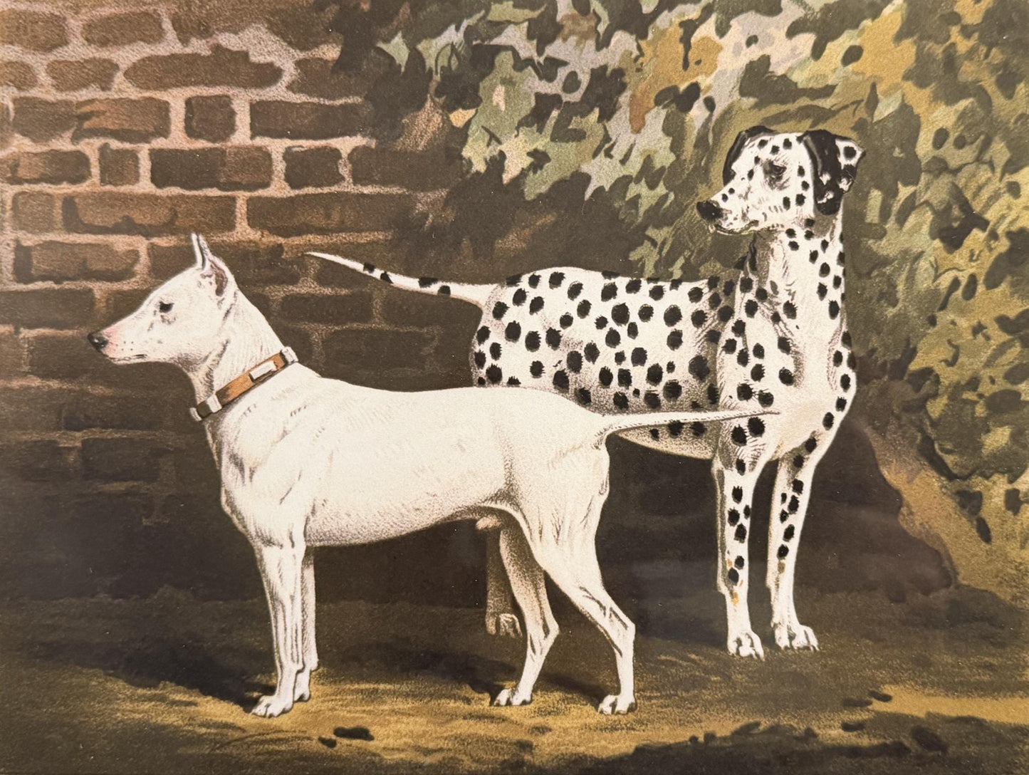 1890s Framed Chromolithograph: Dalmatian and Bull Terrier Antique Dog Print