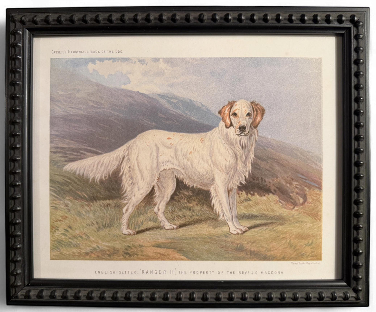 1890s Framed Chromolithograph: English Setter Antique Dog Print