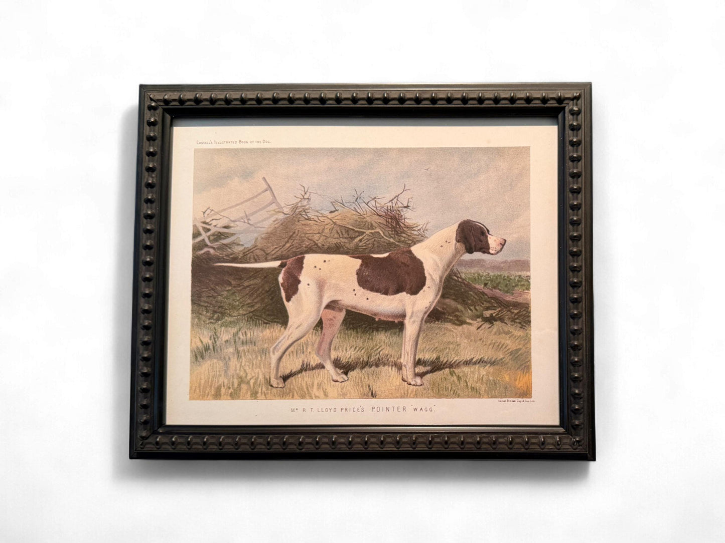 c. 1890 Original Antique Chromolithograph from Cassell's Illustrated Book of the Dog - English Pointer "Wagg"