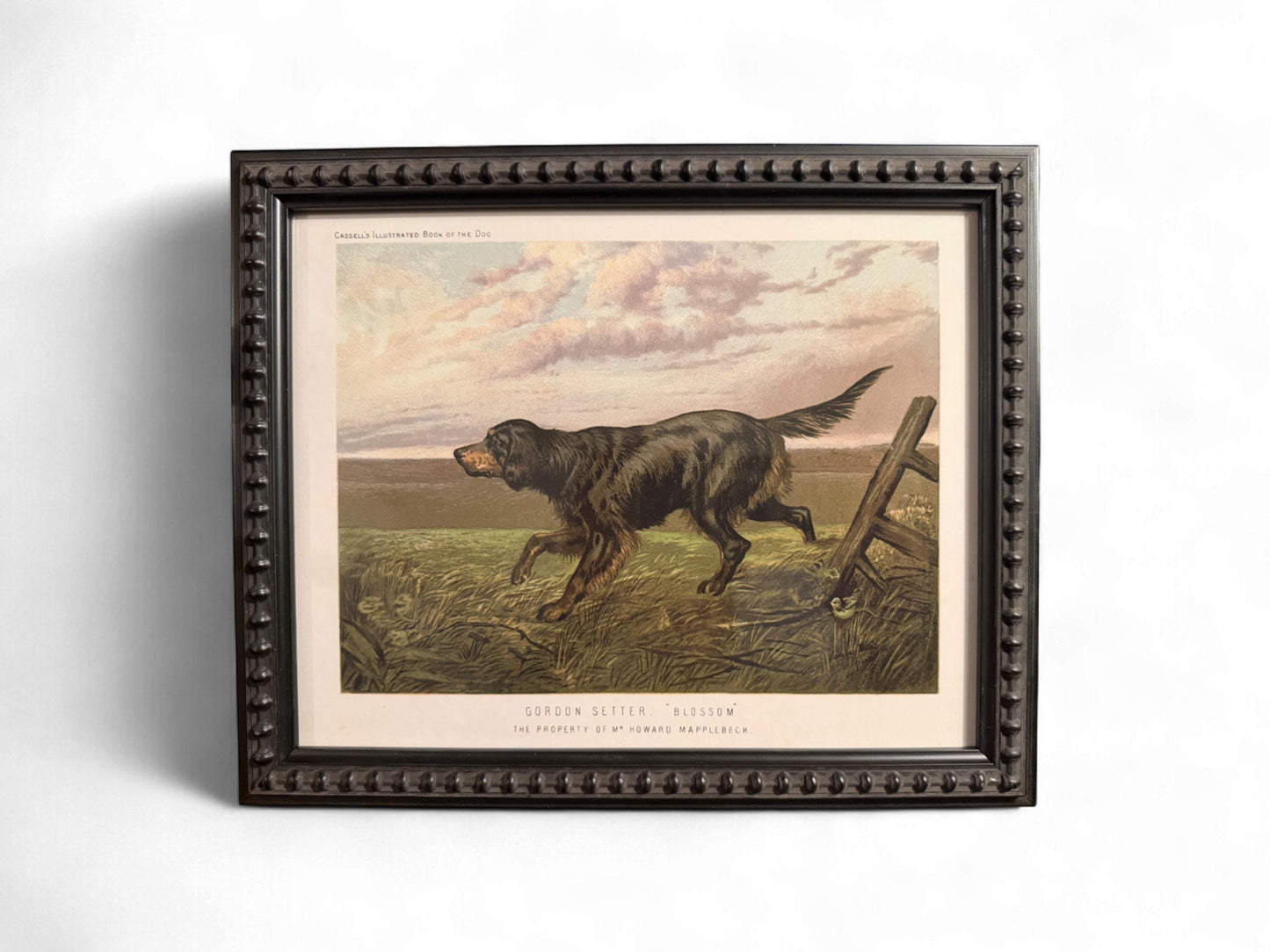 1890s Framed Chromolithograph: Gordon Setter Antique Dog Print