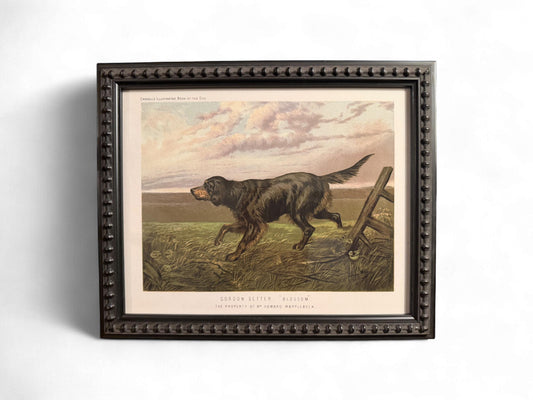 1890s Framed Chromolithograph: Gordon Setter Antique Dog Print
