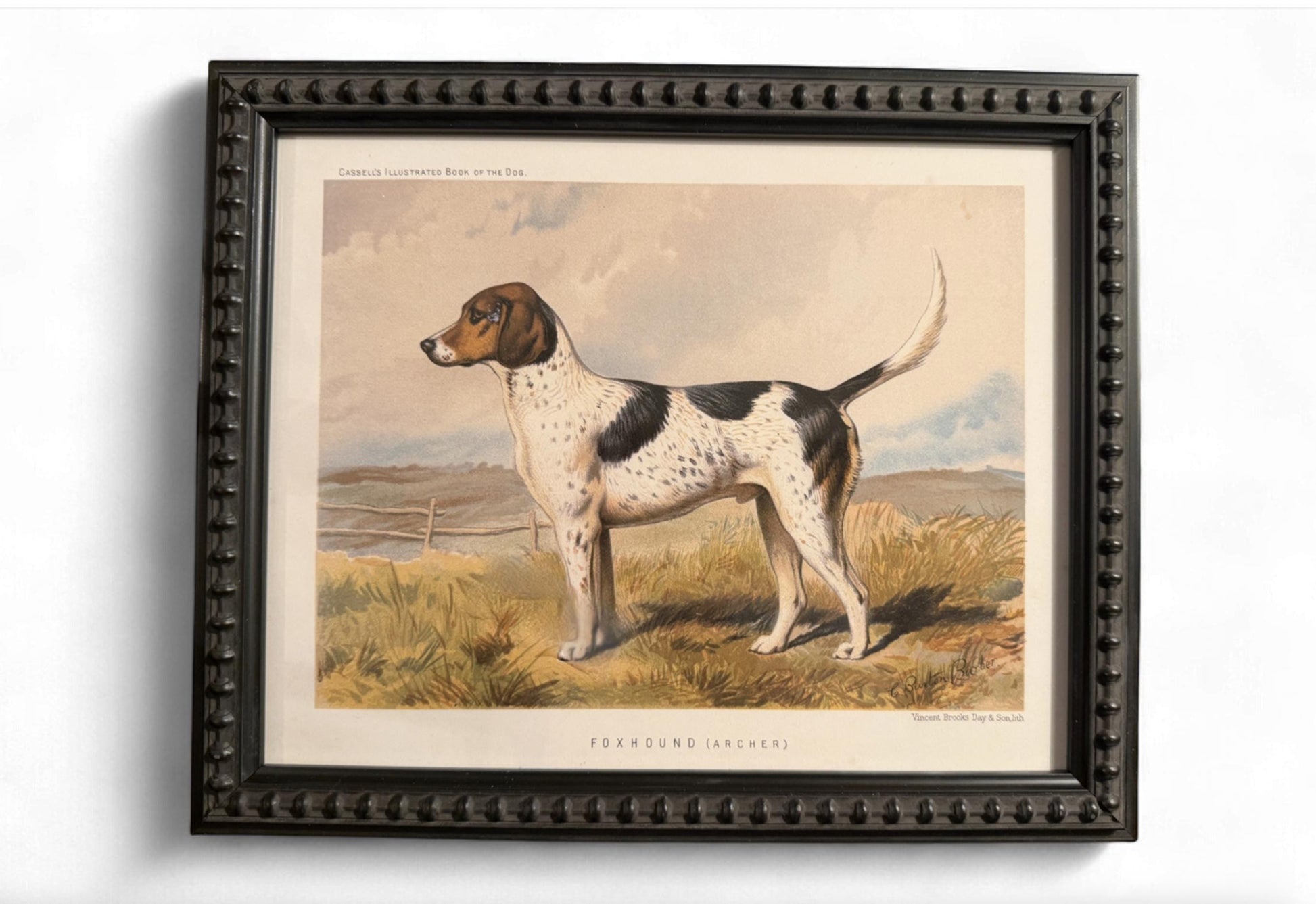 1890s Framed Chromolithograph: Fox Hound Antique Dog Print