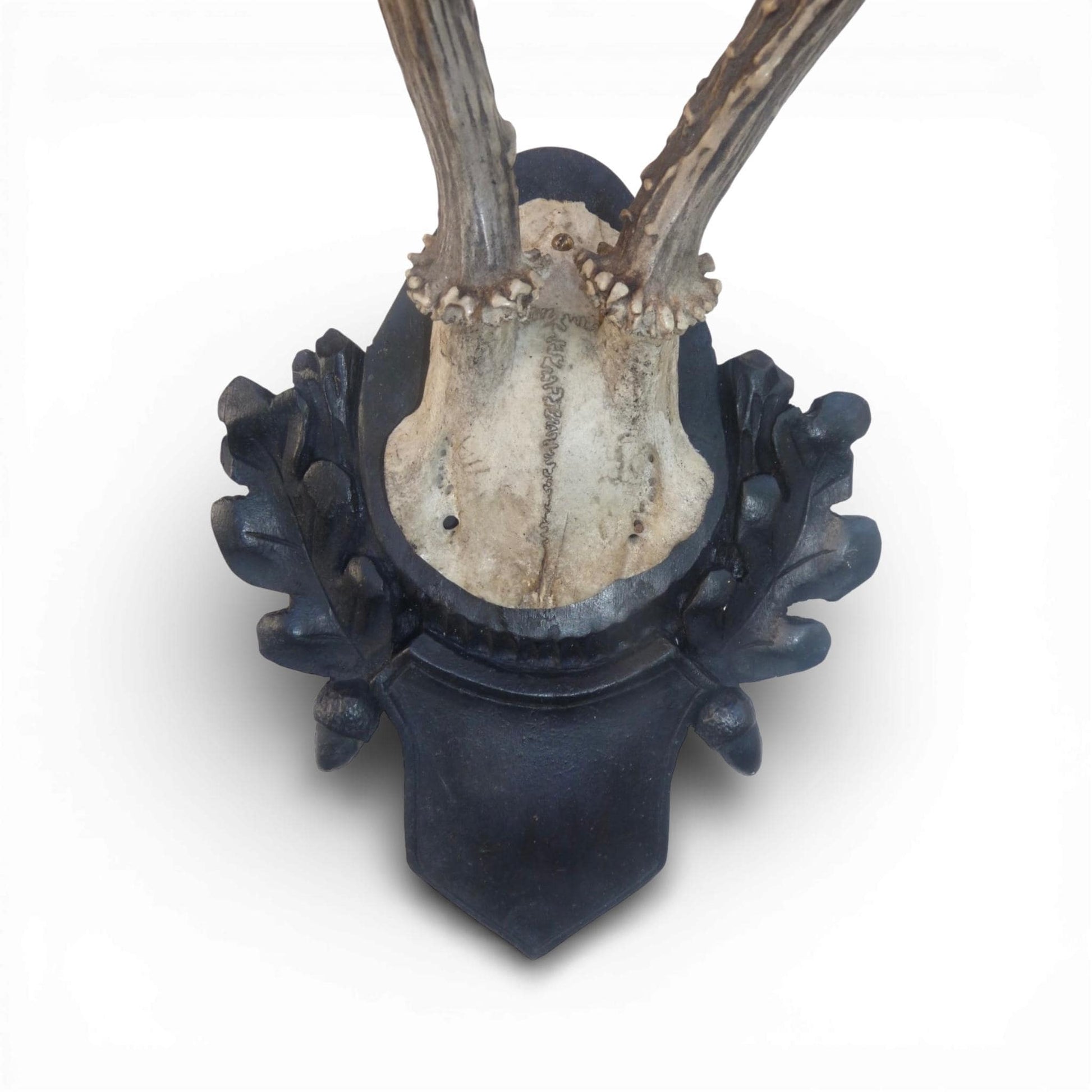 Antique Austrian Black Forest Mounted Roe Antlers