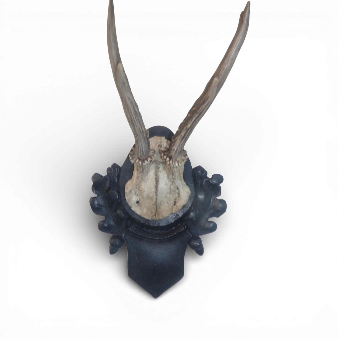 Antique Austrian Black Forest Mounted Roe Antlers