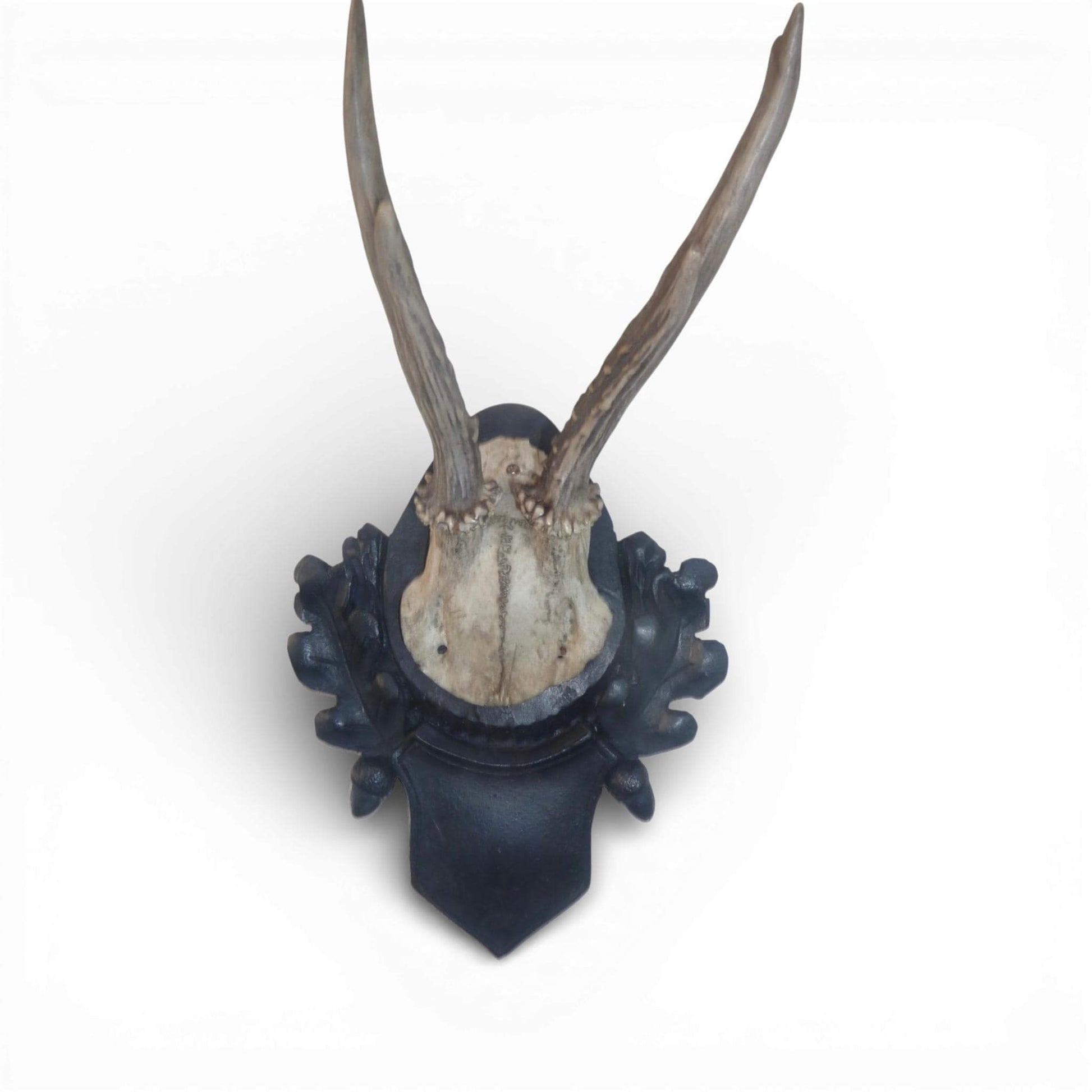 Antique Austrian Black Forest Mounted Roe Antlers