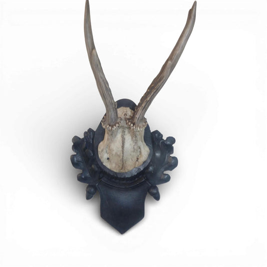 Antique Austrian Black Forest Mounted Roe Antlers